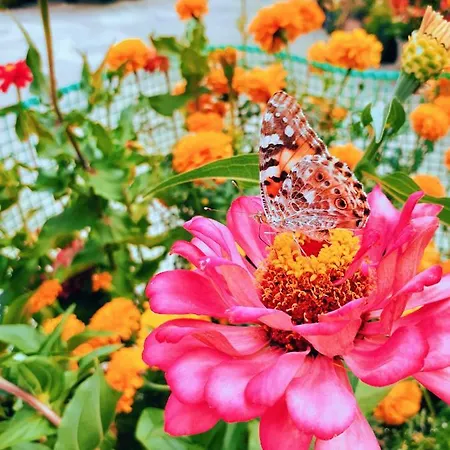 Costa-rini Apart-hotel