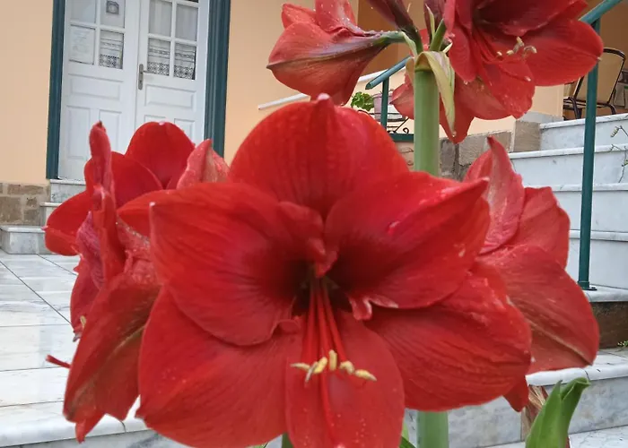 κoσταρίνι 2*