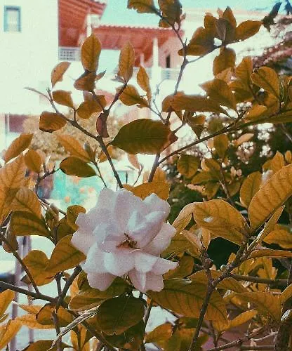 Costa-rini Lägenhetshotell