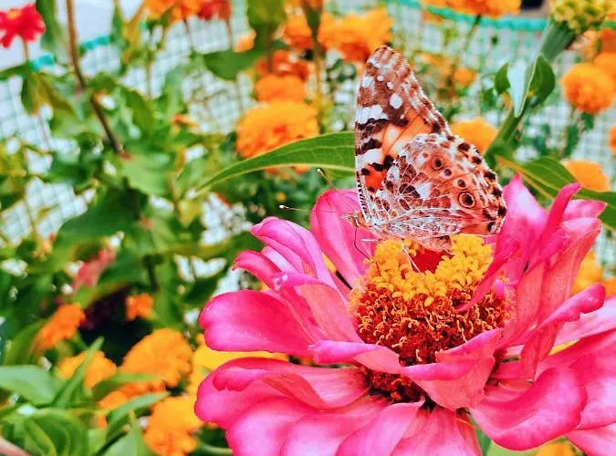 κoσταρίνι Ξενοδοχείο με διαμερίσματα